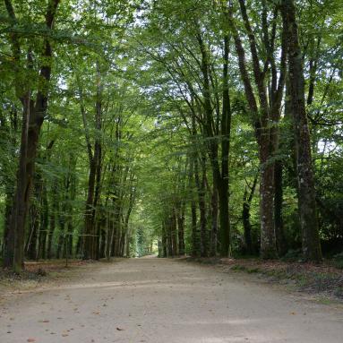 L'allée cavalière du manoir